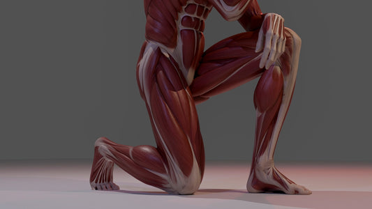Anatomical model of human leg muscles kneeling.
