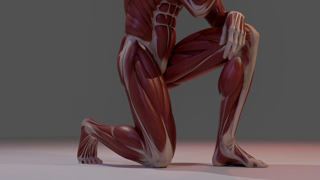 Anatomical model of human leg muscles kneeling.
