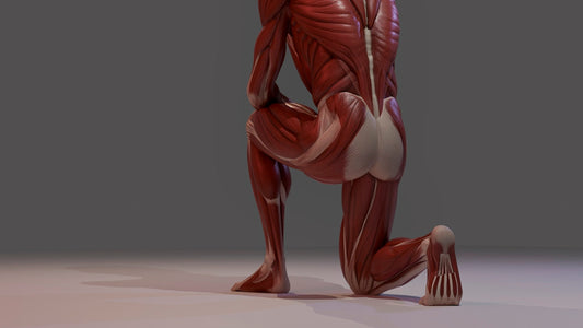 A 3D anatomical model of human muscles kneeling.
