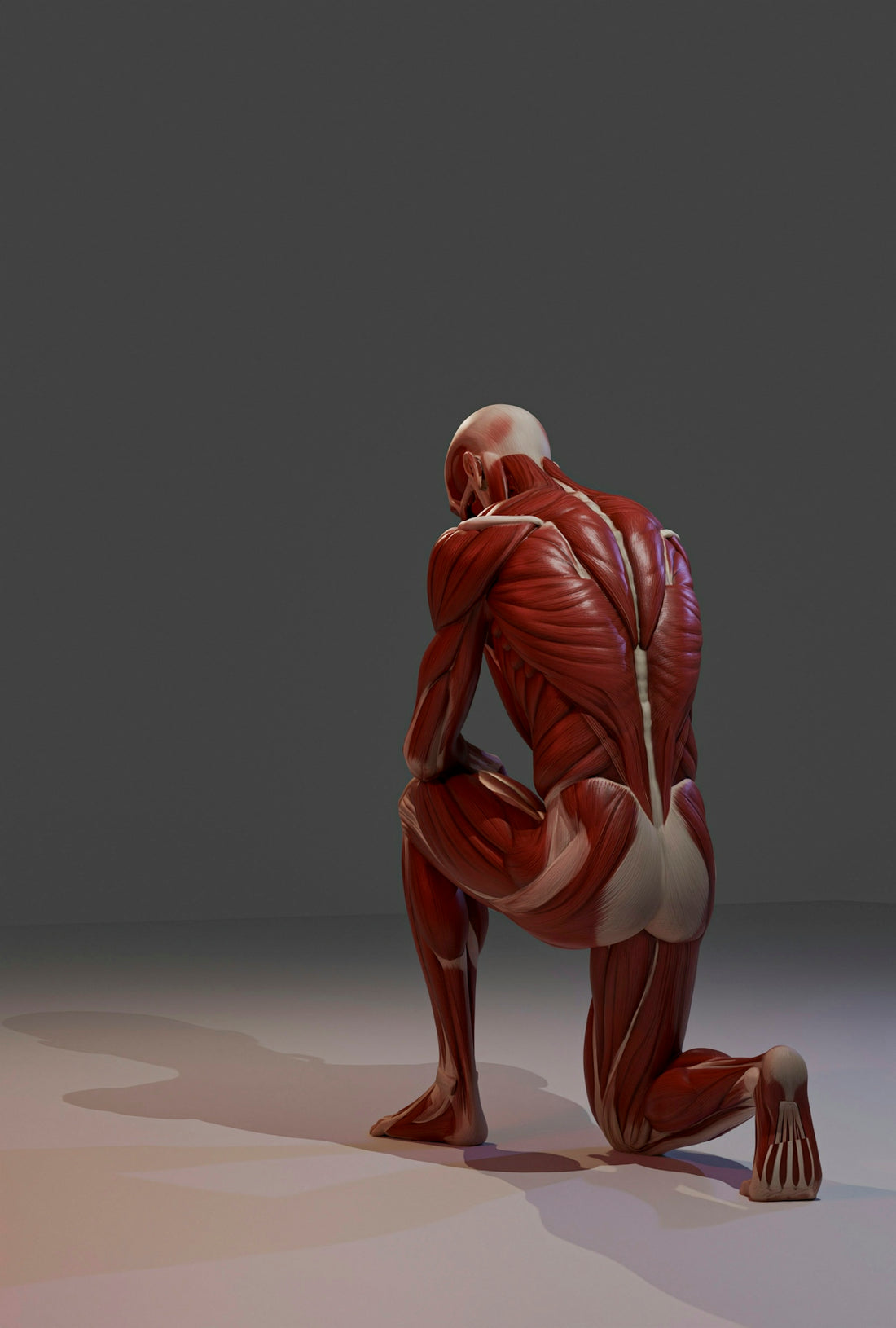 Anatomical human male muscular system model kneeling from behind.